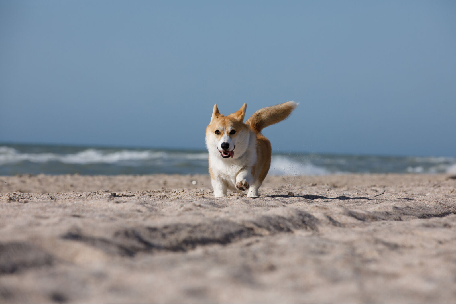 corgi on crescent beach