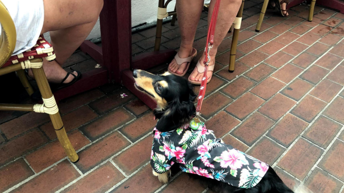 Pet Friendly Outing in St. Augustine Beacher's Lodge