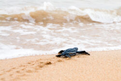 baby sea turtle