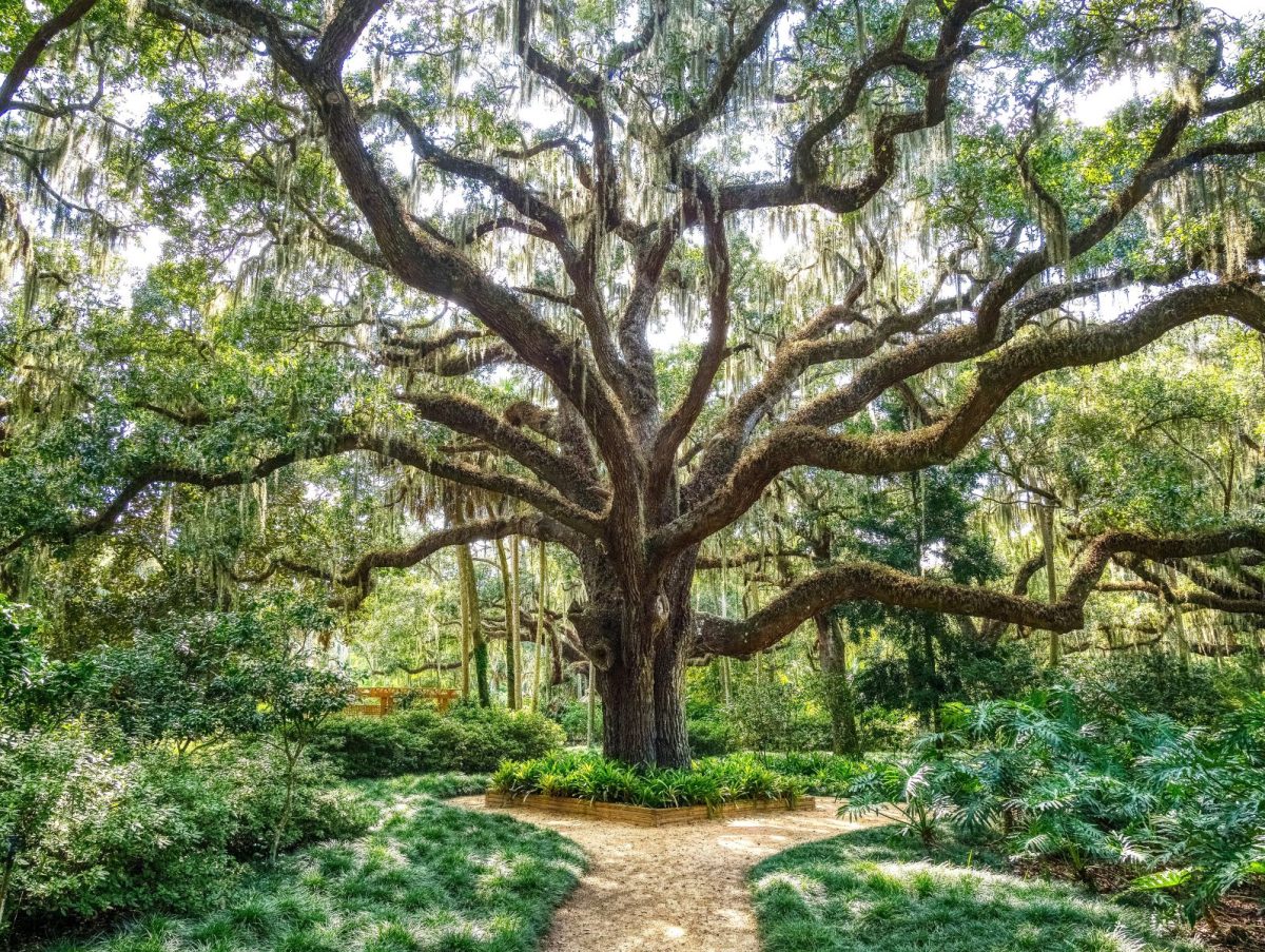 Live Oak tree in the Washington Oaks Historic District