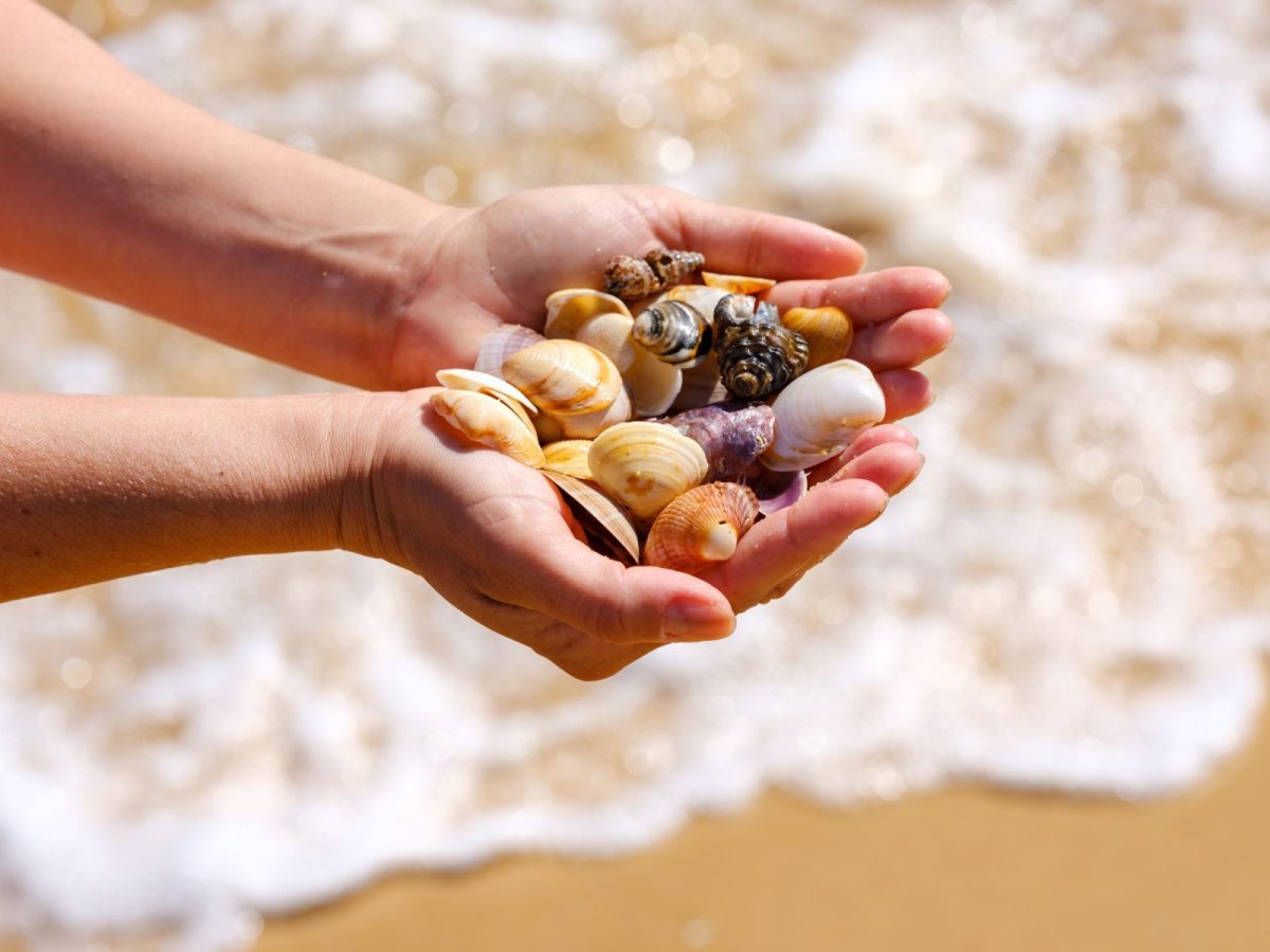 shelling along the shoreline