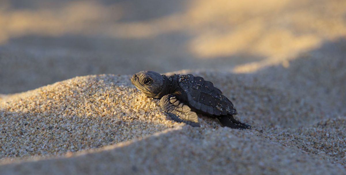baby sea turtle in the sand